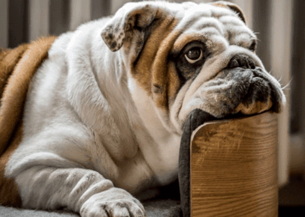 短吻犬飼養指南