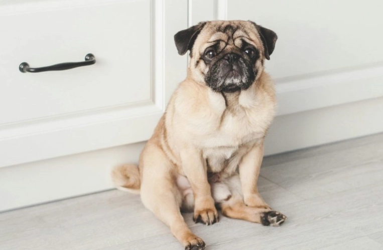 短吻犬健康問題