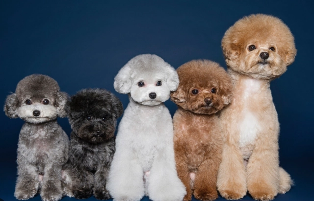 比熊犬貴賓犬差異