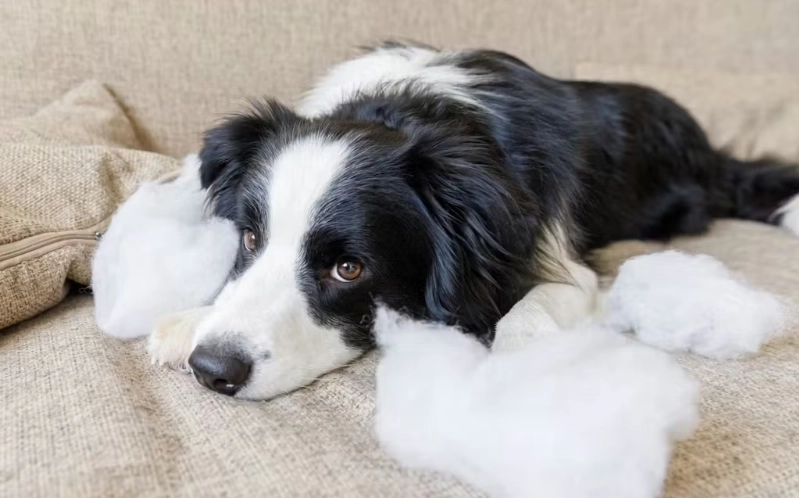 狗狗发抖处理方法