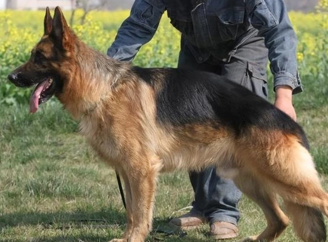 狗討厭被摸的部位