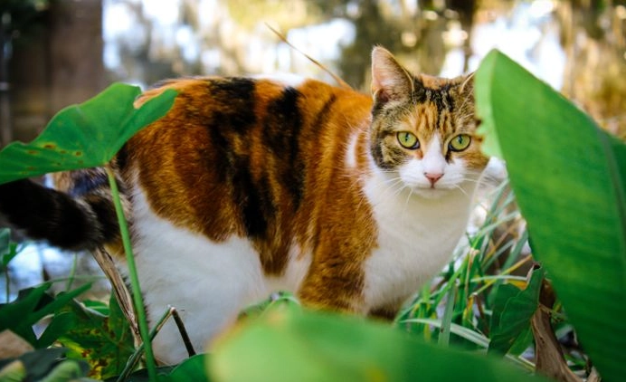 貓咪換季不吃飯