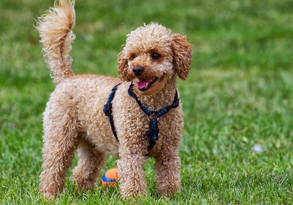 飼養貴賓犬好處 飼養貴賓犬好處