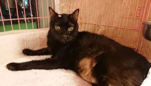 貓肥大細胞瘤症狀