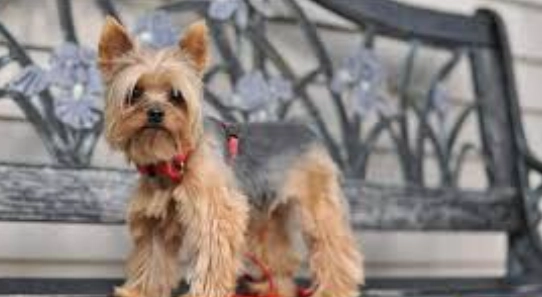 約克夏訓練技巧