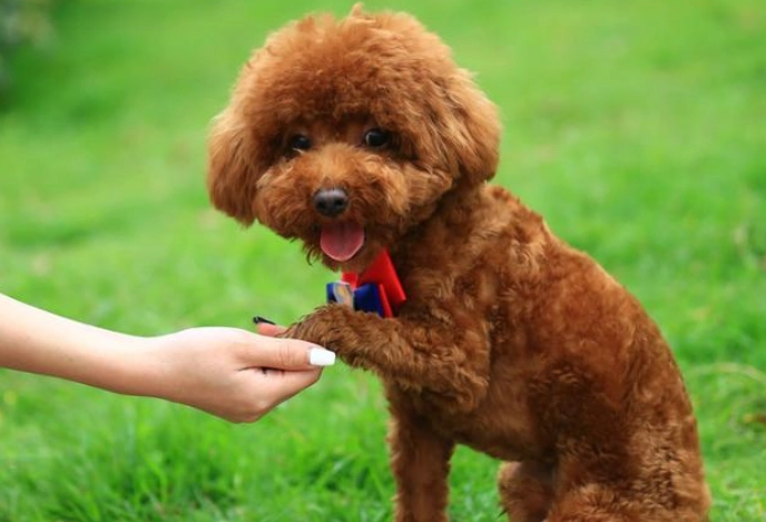 寵物虐待後遺症