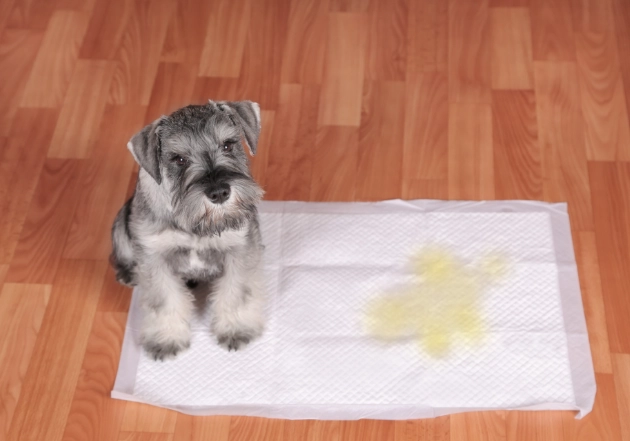 幼犬定點大小便