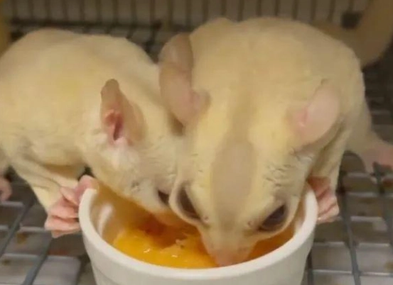 蜜袋鼯飲食指南