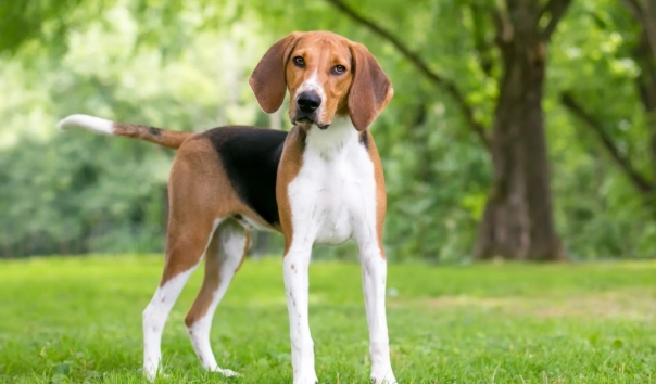 狗狗黑色腫塊 狗狗黑色腫塊