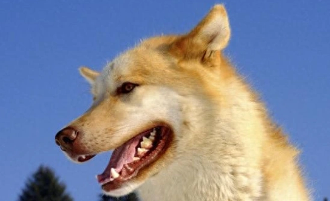 狗狗體罰禁忌 狗狗體罰禁忌