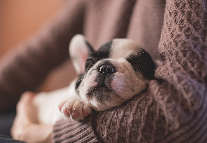 寵物腫瘤症狀 寵物腫瘤症狀