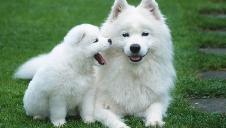 狗狗肉芽腫症狀