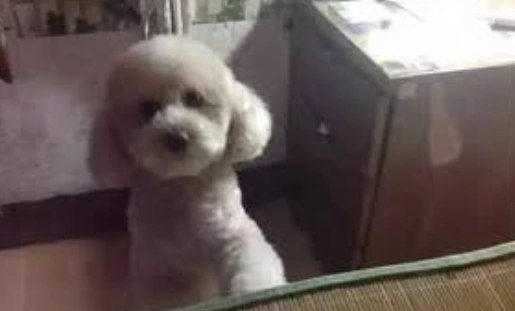 教狗狗站立 教狗狗站立