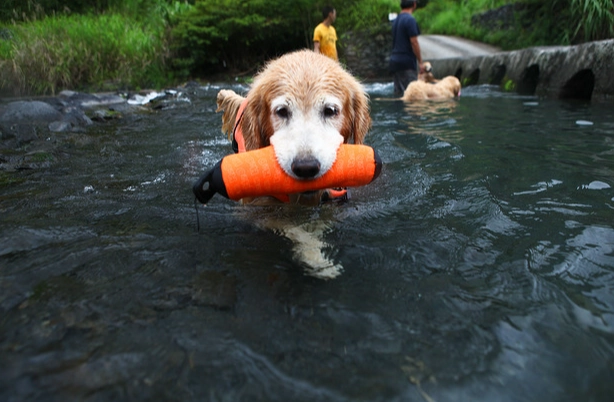 宜蘭寵物友善海灘