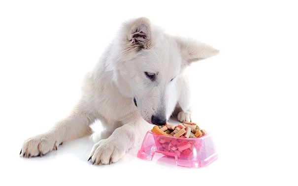 狗狗手術後發抖處理