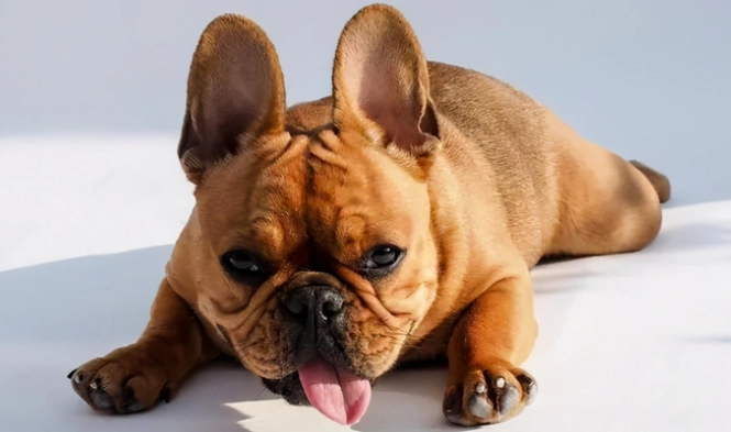 狗狗吐舌頭原因