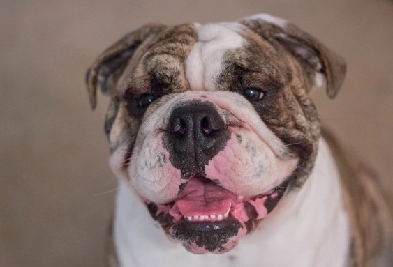 短吻犬飼養指南