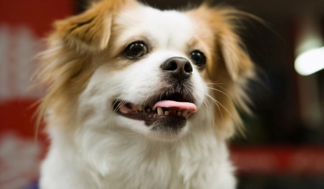 狗狗舔行為異常