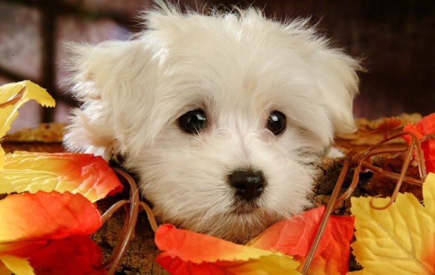 狗狗肉芽腫治療