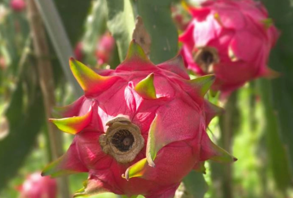 火龍果健康影響