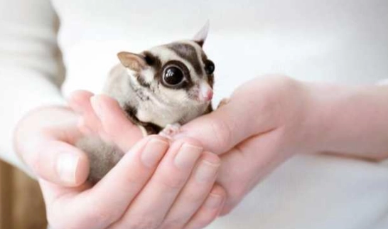 蜜袋鼯放風注意事項