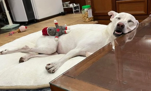 狗睡覺流口水原因