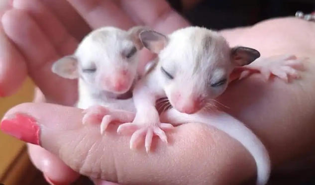 蜜袋鼯成長階段 蜜袋鼯成長階段