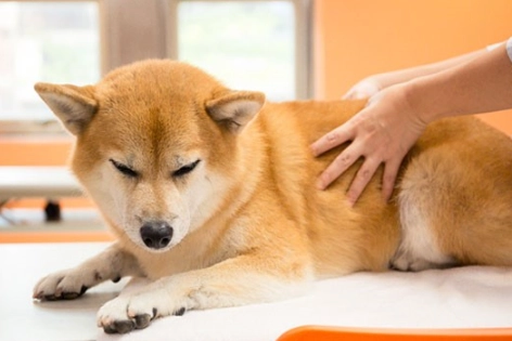 狗狗椎間盤突出症狀