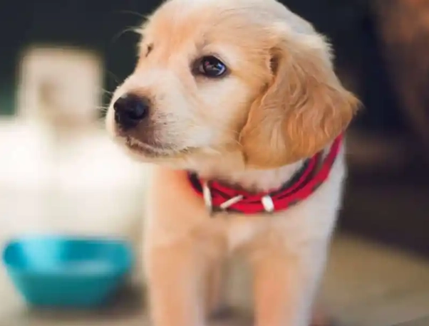 寵物皮下腫塊診斷 寵物皮下腫塊診斷