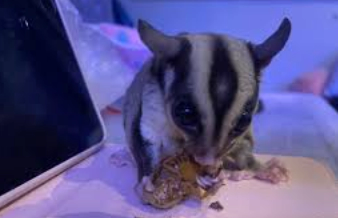 蜜袋鼯放風時間