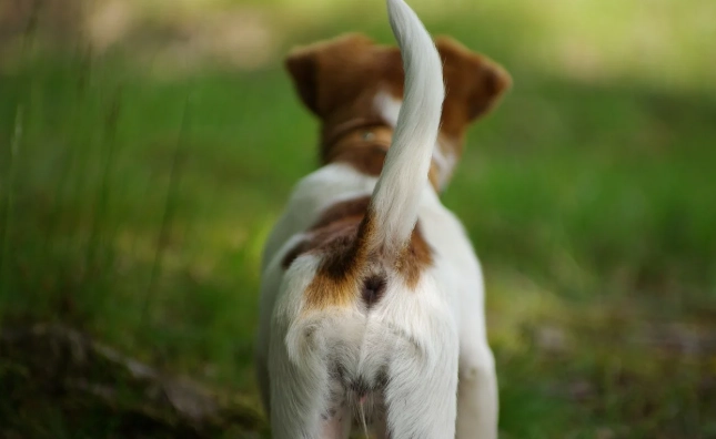 狗狗追尾巴原因