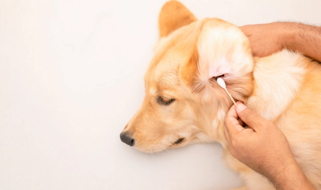 狗狗耳朵水聲原因