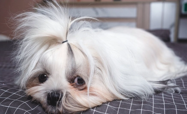 老年犬夜間行為 老年犬夜間行為