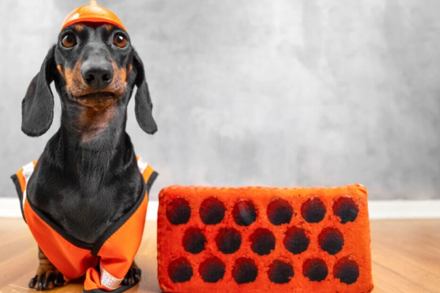 臘腸狗脊椎問題 臘腸狗脊椎問題