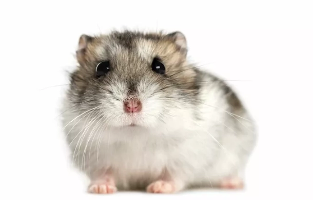 人感冒傳染倉鼠