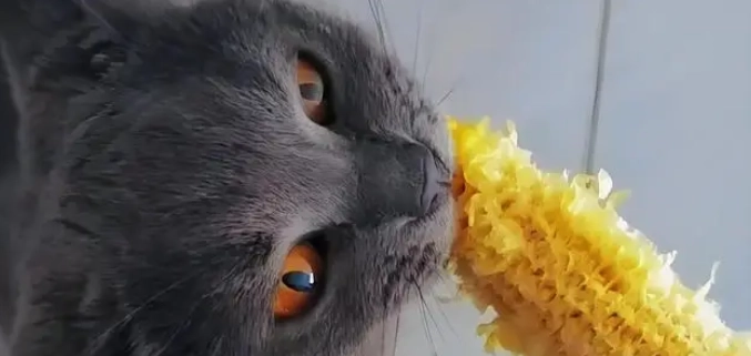 貓咪飲食禁忌 貓咪飲食禁忌