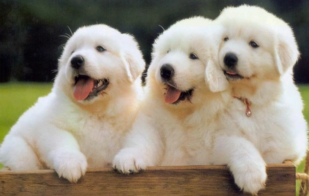 狗關節腫脹治療