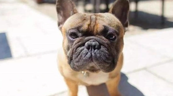 狗狗舌头伸缩正常吗