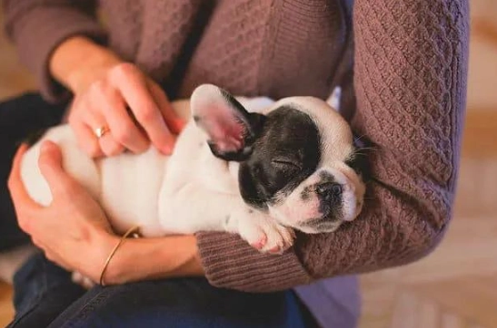 狗發燒怎麼辨識