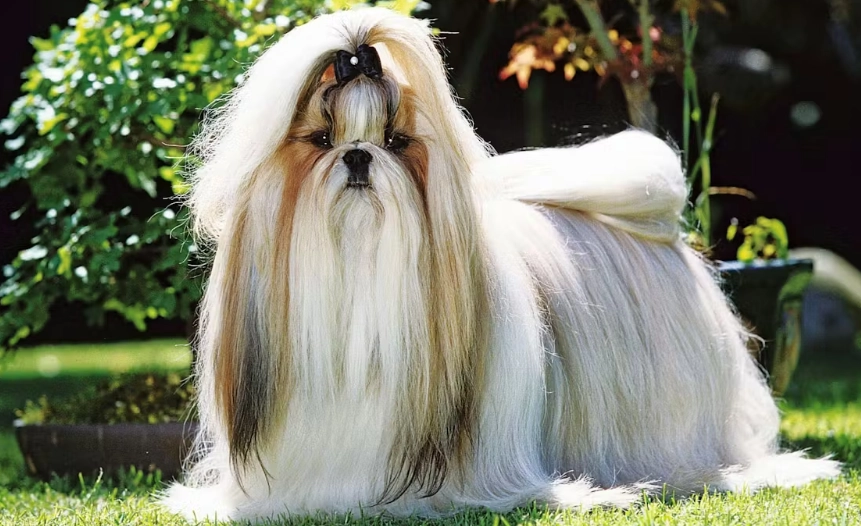 拉薩犬性格特點