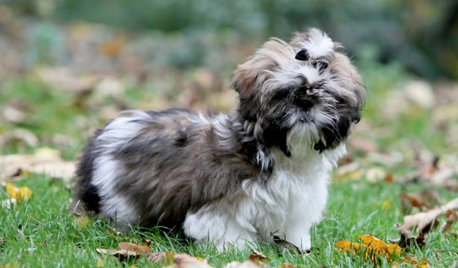 西施犬飼養方法