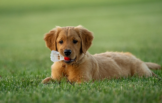 寵物腫瘤症狀 寵物腫瘤症狀