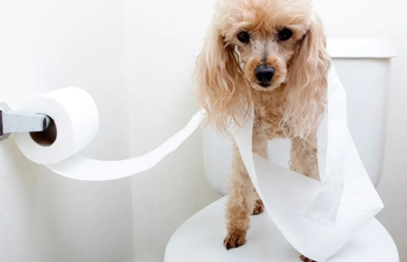 教狗狗定點大小便