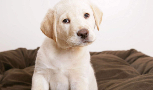 脾臟良性腫瘤症狀 脾臟良性腫瘤症狀