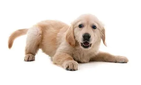 狗狗咬尾巴訓練