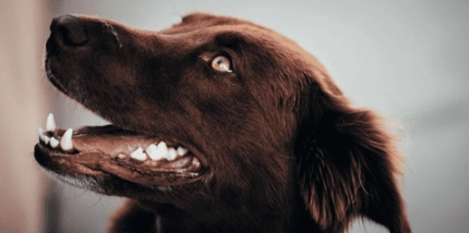 狗狗流口水原因 狗狗流口水原因