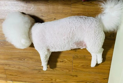 減少寵物掉毛 減少寵物掉毛