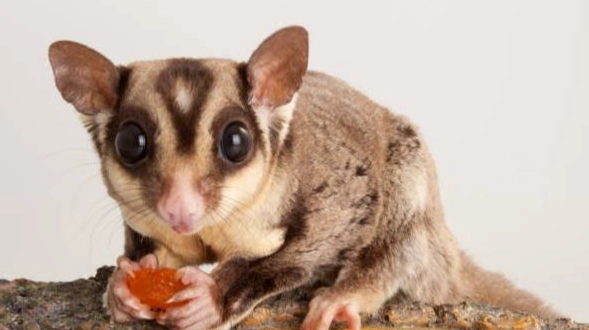 蜜袋鼯飲食問題