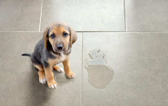 寵物失禁