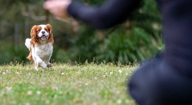 狗狗基本指令教學